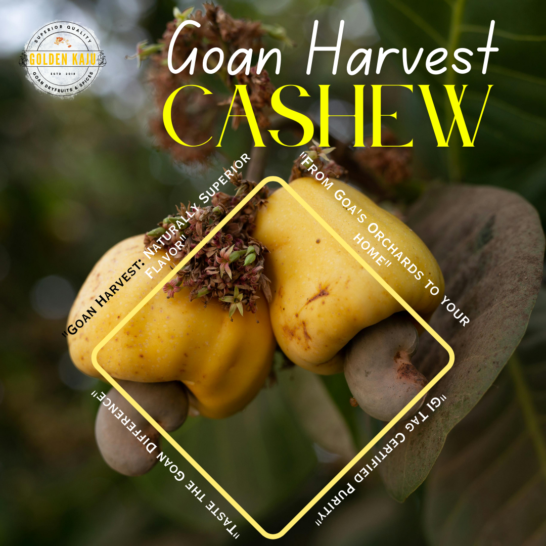 Goan Harvest Bold Sized cashew : W240 Premium Quality